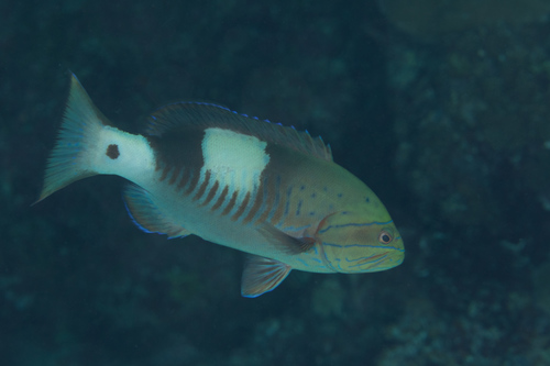 Masked grouper (Gracila albomarginata) — Serranidae — 5