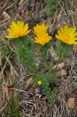 Adonis vernalis