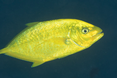 Flavocaranx bajad