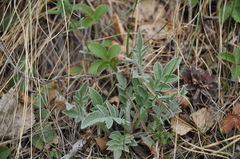 Psephellus sibiricus