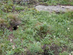 Urocitellus columbianus