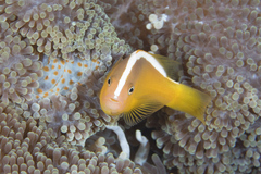 Amphiprion sandaracinos