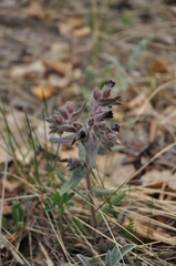 Nonea pulla