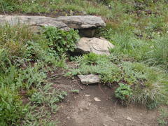 Urocitellus columbianus