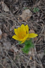 Adonis vernalis
