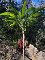 Cordyline petiolaris