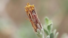 Brickellia frutescens