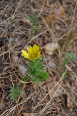 Adonis vernalis