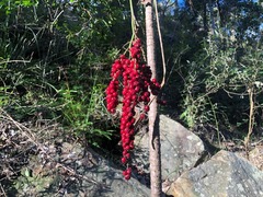 Cordyline petiolaris