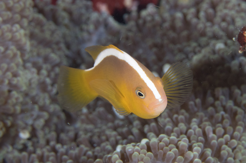 Oranje stinkdier-clownvis (Amphiprion sandaracinos) — Pomacentridae