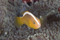 Amphiprion sandaracinos