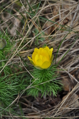 Adonis vernalis
