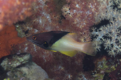 Bodianus mesothorax