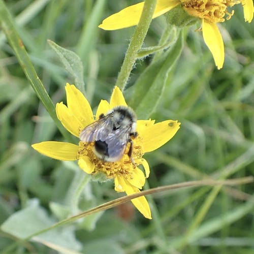 iNaturalist observation photo of Nearctic Bumble Bee