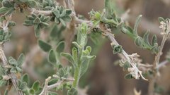 Brickellia frutescens