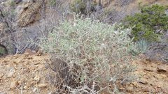 Brickellia frutescens