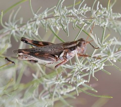 Melanoplus bowditchi