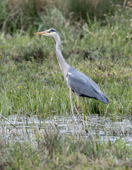 Ardea cinerea
