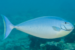 Sleek Unicornfish photo 3