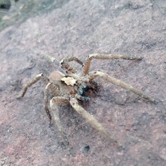 Centroctenus brevipes