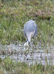 Ardea cinerea