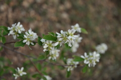 Amelanchier