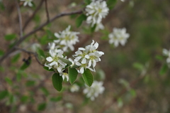 Amelanchier