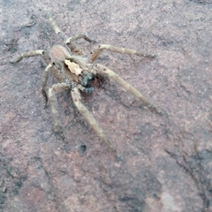 Centroctenus brevipes