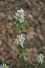 Amelanchier
