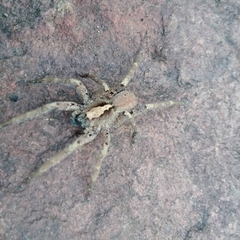 Centroctenus brevipes