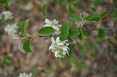 Amelanchier