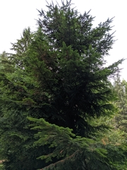 Abies amabilis