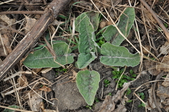 Arctium tomentosum