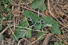 Arctium tomentosum