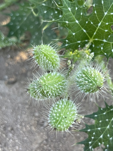 Spotted Bullnettle