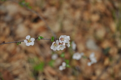 Prunus tomentosa