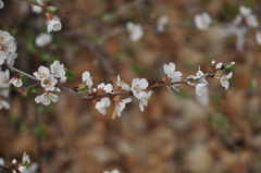 Prunus tomentosa
