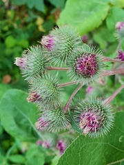 Arctium × ambiguum