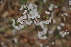 Prunus tomentosa