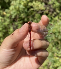 Sympetrum