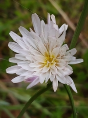 Pinaropappus spathulatus