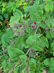 Arctium × ambiguum