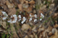 Prunus tomentosa
