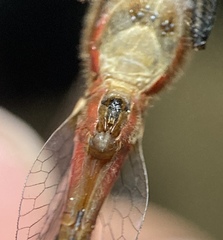 Sympetrum