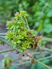 Aceria cichorii