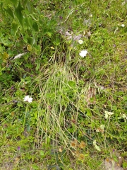 Pinaropappus spathulatus