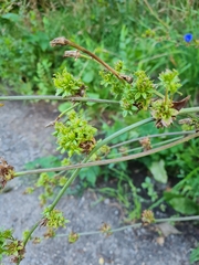 Aceria cichorii