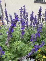 Salvia