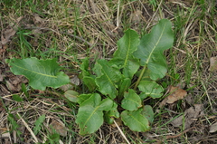 Rumex confertus