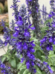 Salvia